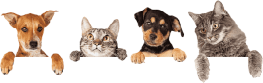 Imagem de dois gatinhos e dois cãezinhos subindo por trás dos números.